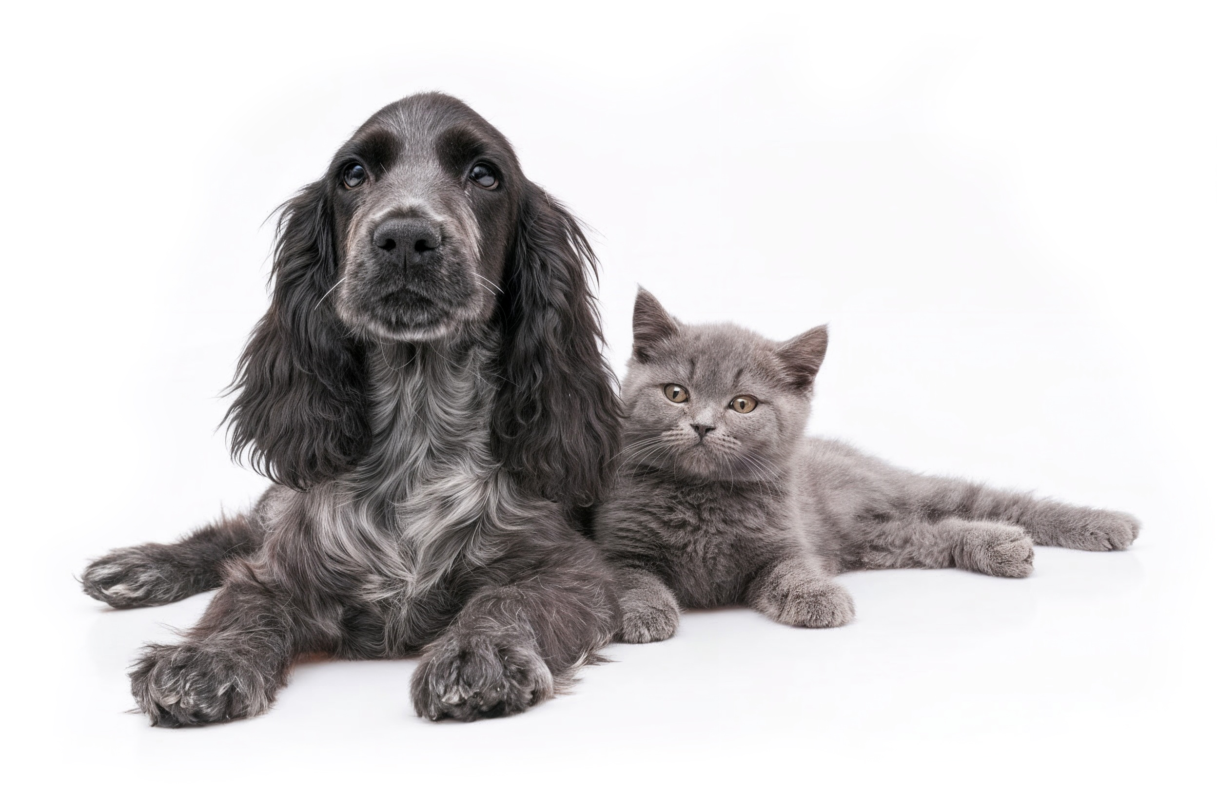 Happy dog and cat together